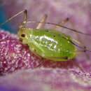 Image of Foxglove aphid