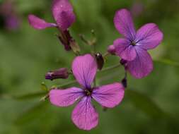 Image of lunaria