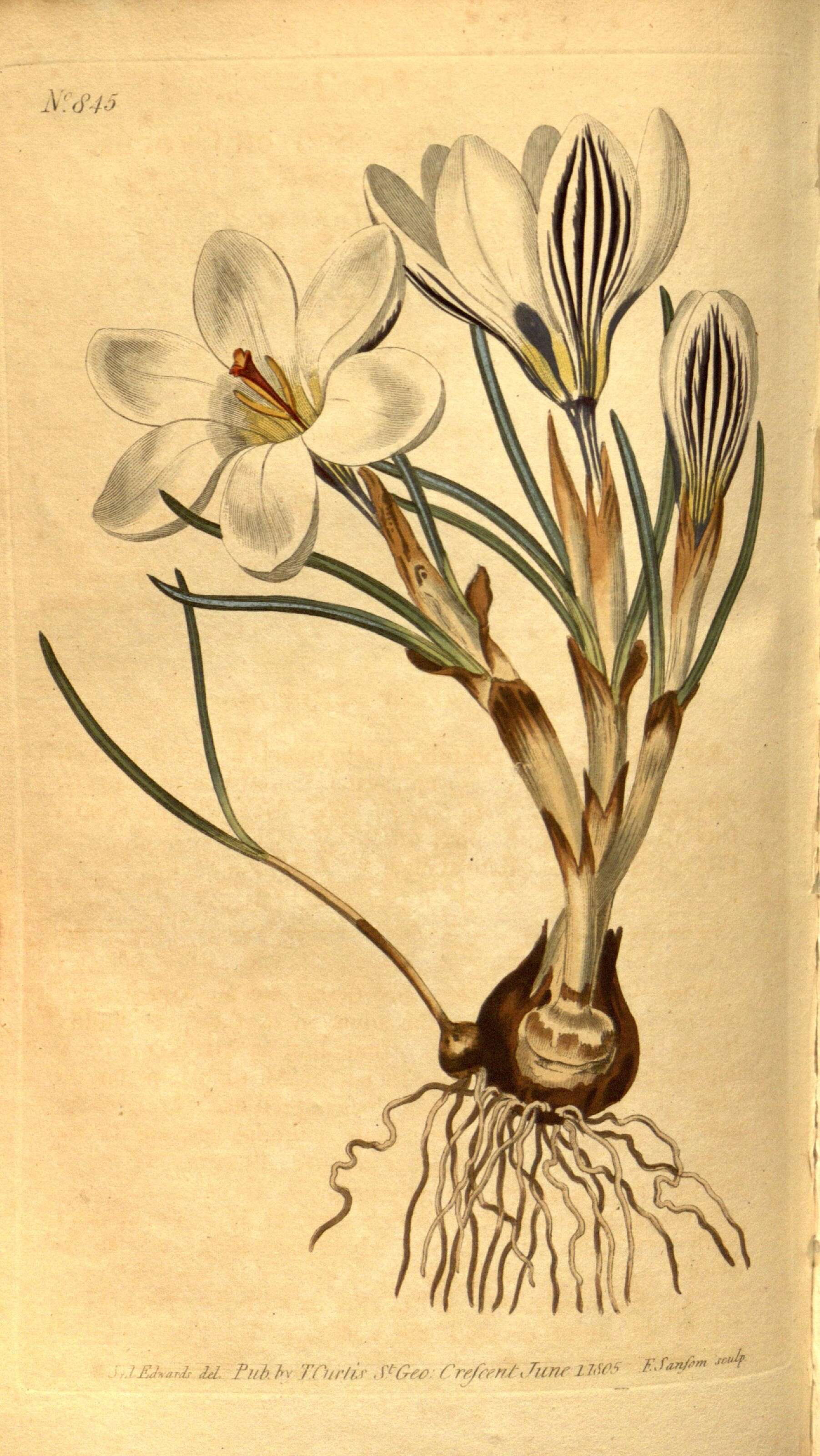 Image of crocus