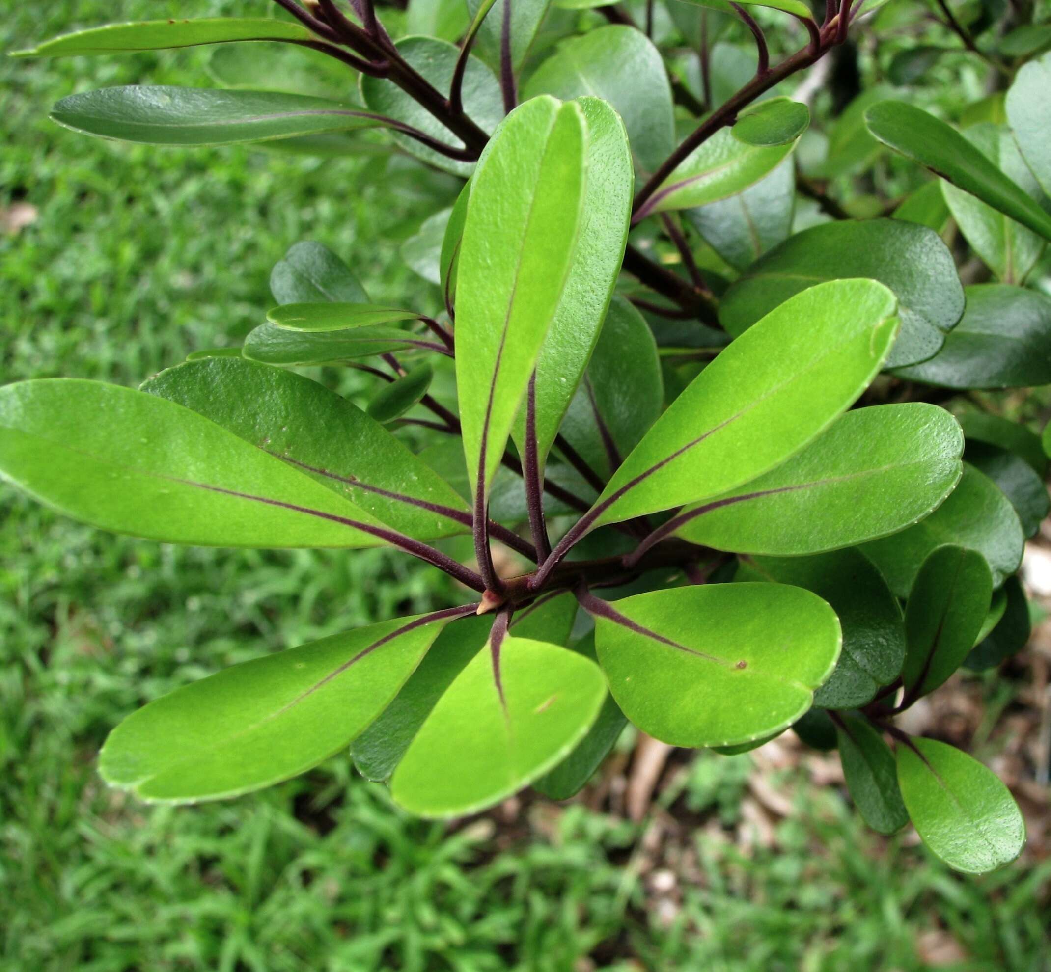 Image of Kokea Lau Li'i