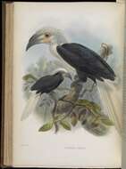 Image of Berenicornis Bonaparte 1850