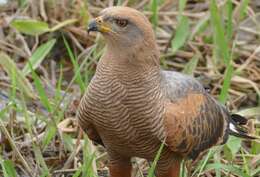 Image of Savanna Hawk