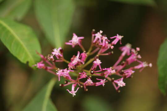 Imagem de Fuchsia paniculata Lindl.