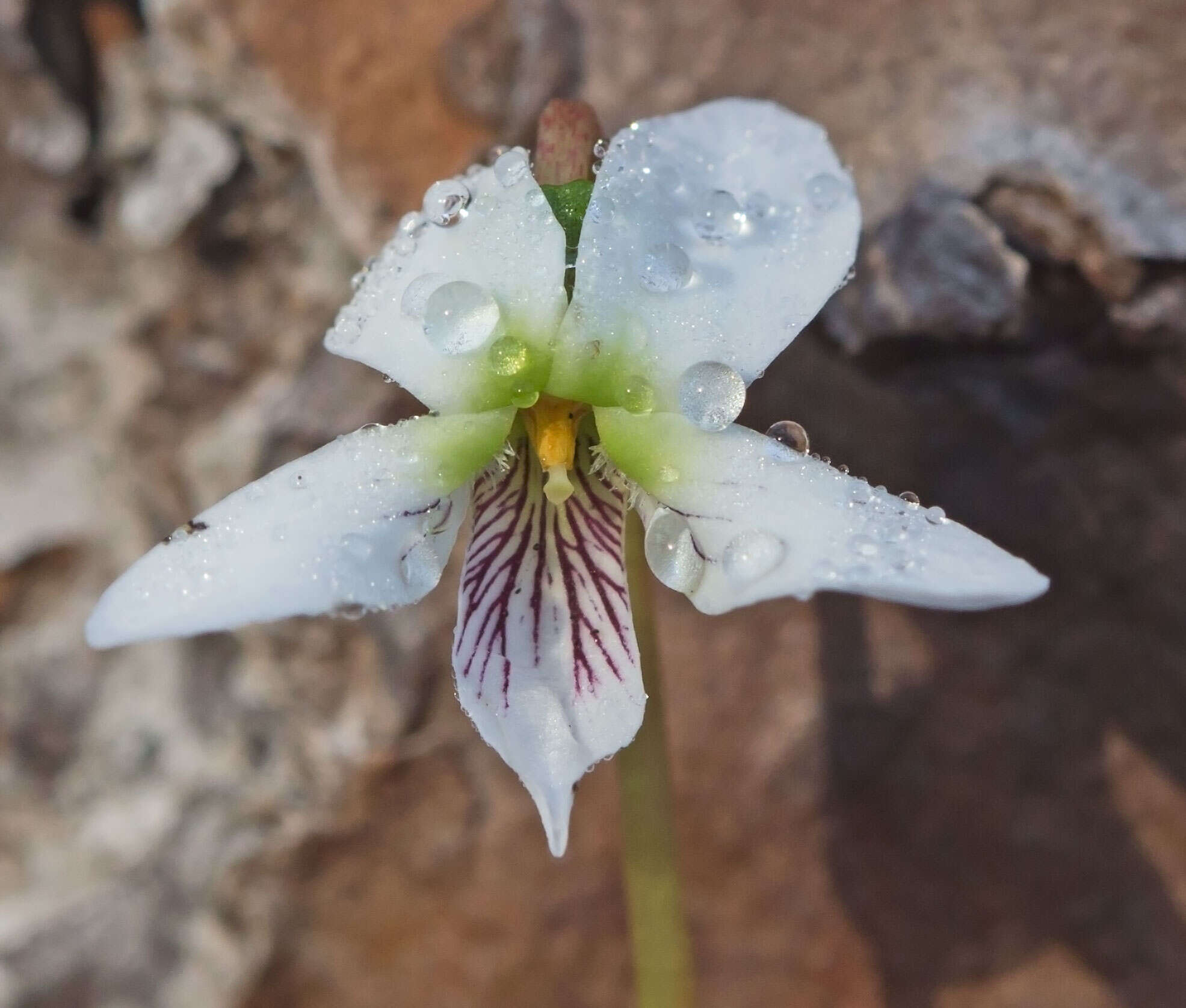 Image of bog white violet