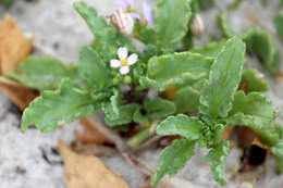 Imagem de Cakile maritima Scop.