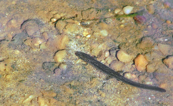 Image of Northern Two-lined Salamander