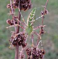 Image of Peucetia