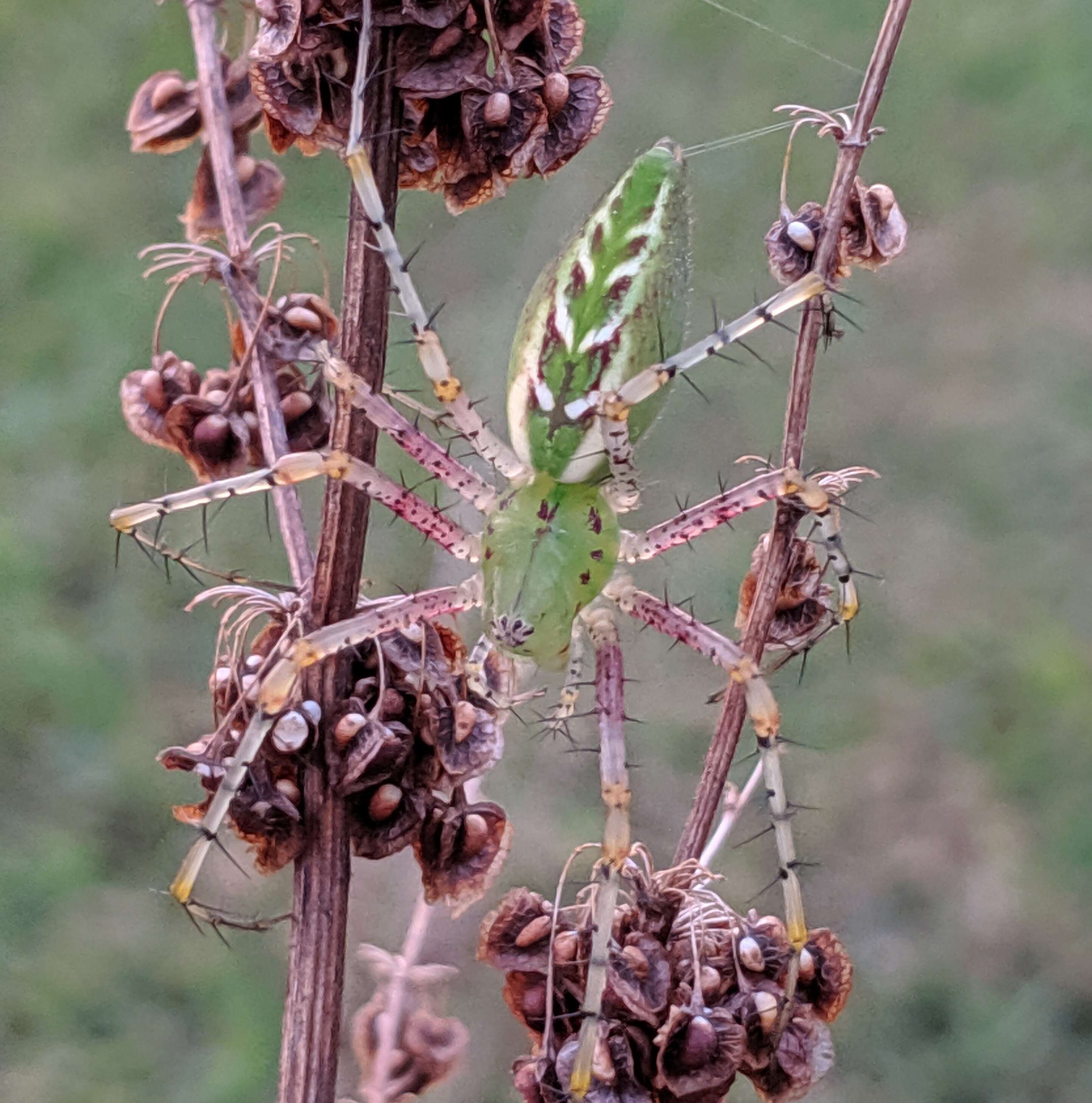 Image of Peucetia