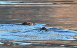 Image of Small-clawed otter