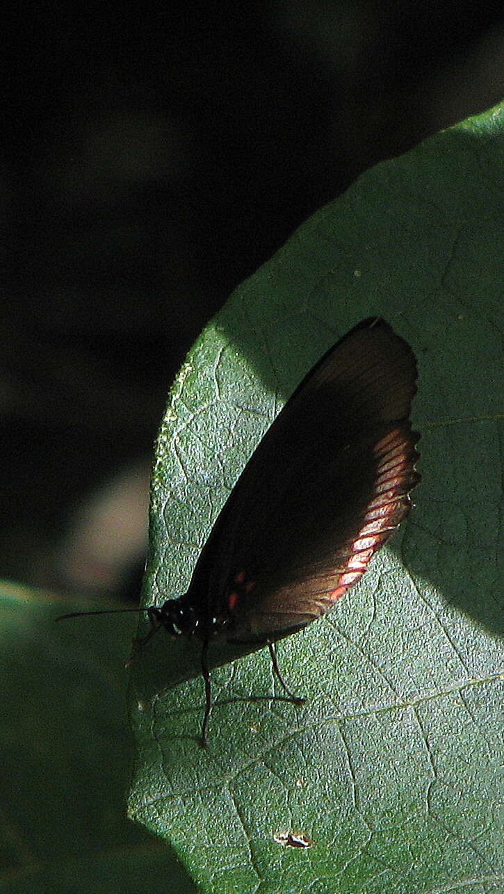 Imagem de Nymphalidae