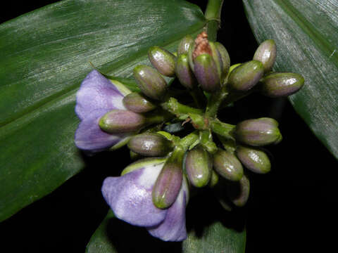 Dichorisandra hexandra (Aubl.) C. B. Clarke的圖片