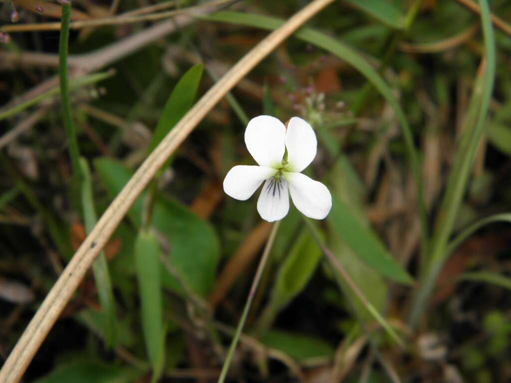 Image of bog white violet