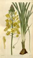 Imagem de Bulbine bulbosa (R. Br.) Haw.