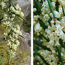 Image of Colletia hystrix Clos