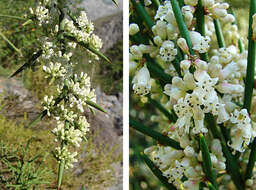 صورة Colletia hystrix Clos