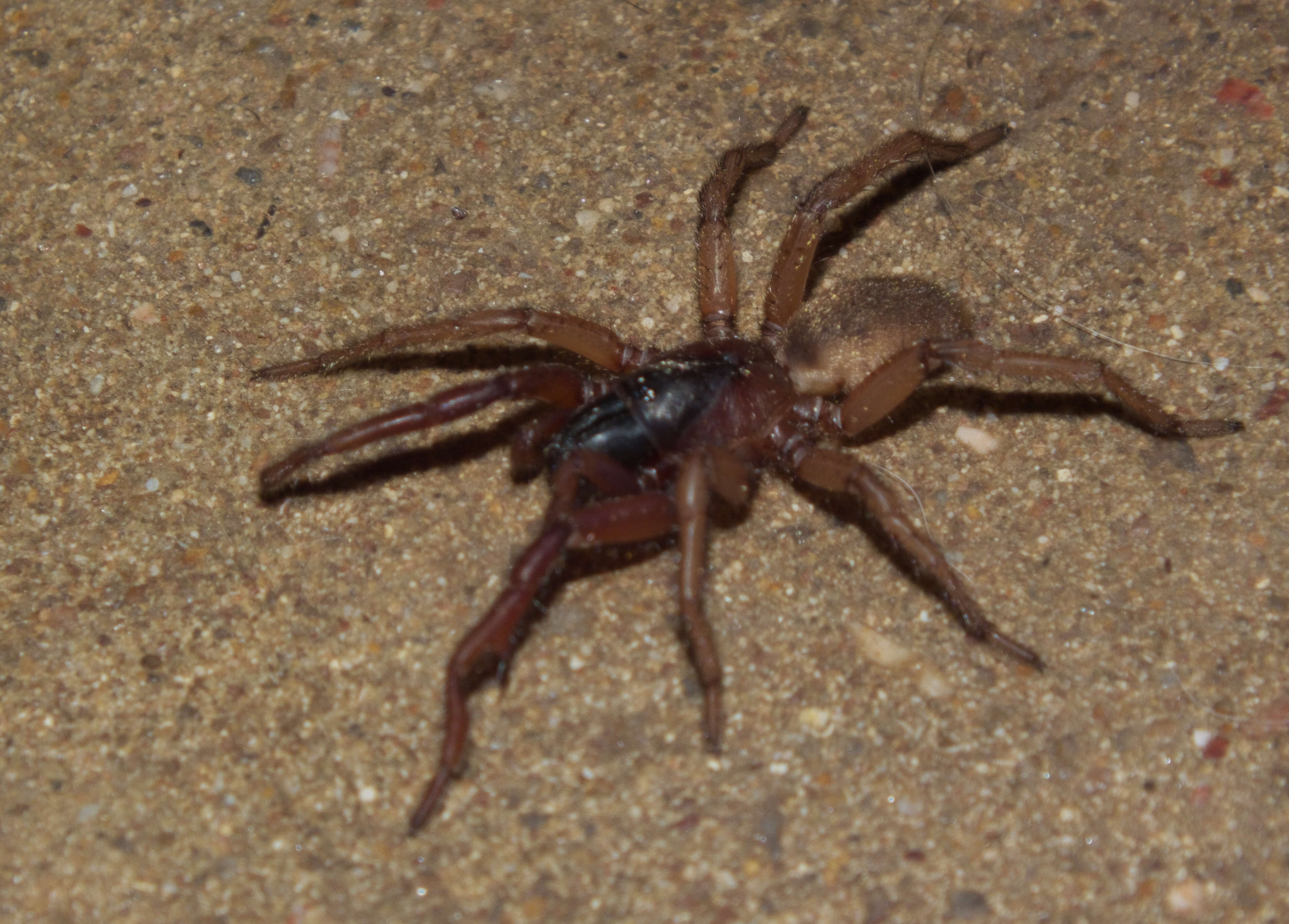 Image of nemesiid spiders