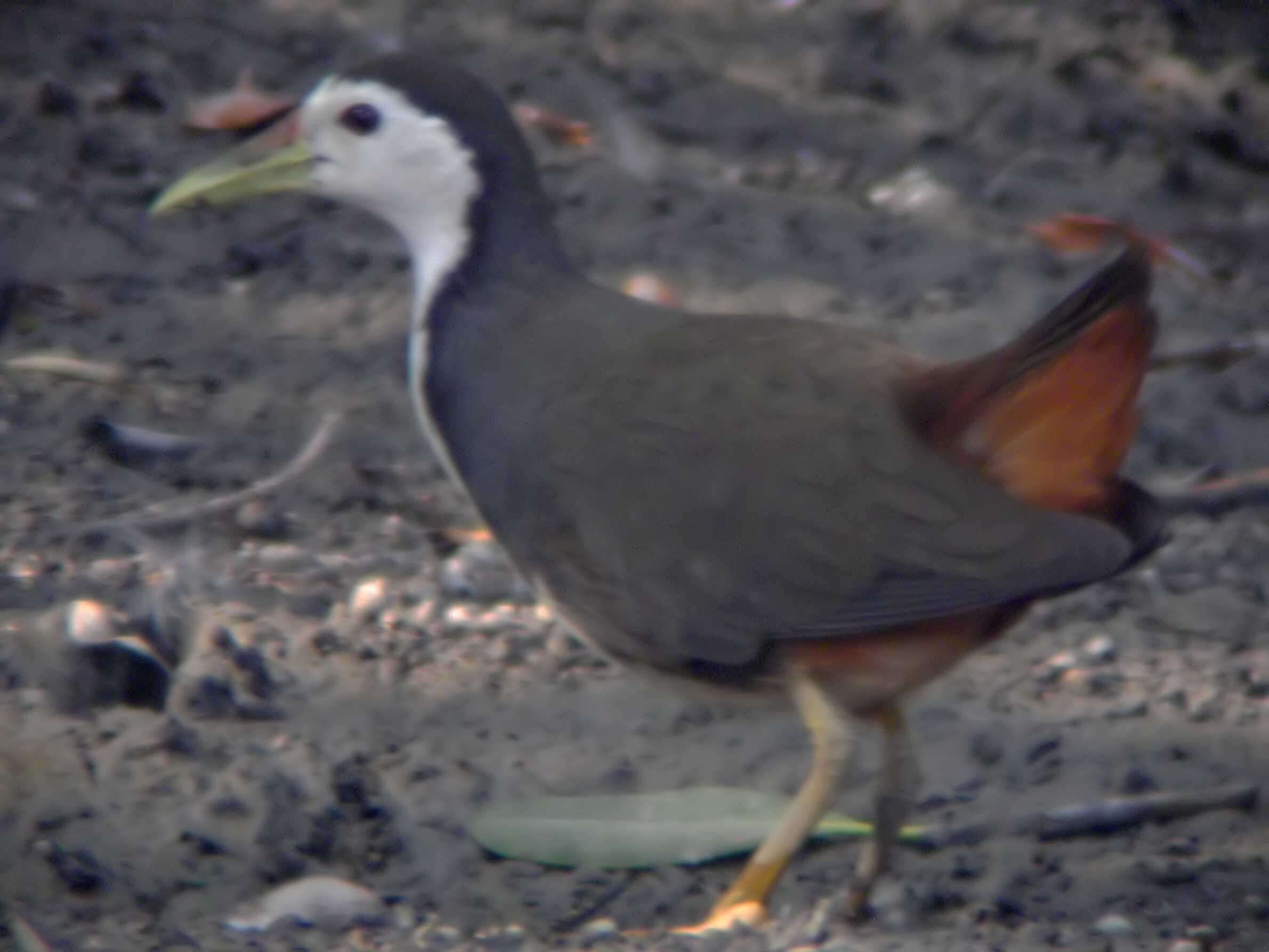 Image of White-breasted Waterhen