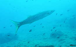 Image of barracudas