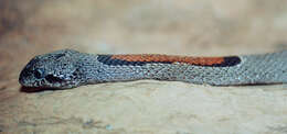 Image of Kingsnakes