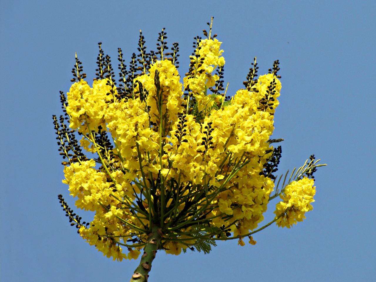 Image of Brazilian firetree