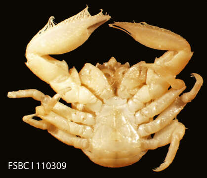 Image of striped porcelain crab