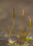 Image of tortula moss