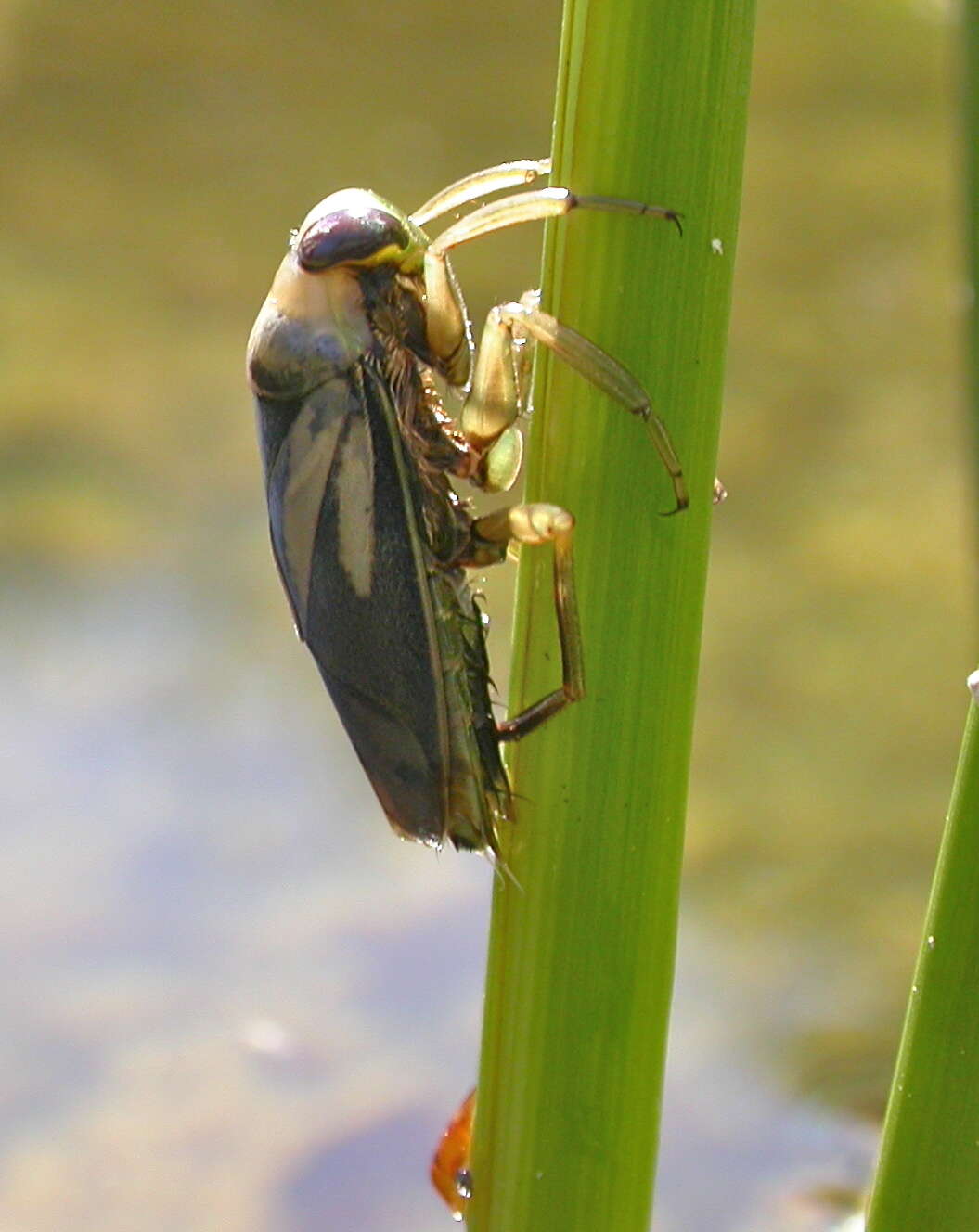 Image of True water bugs