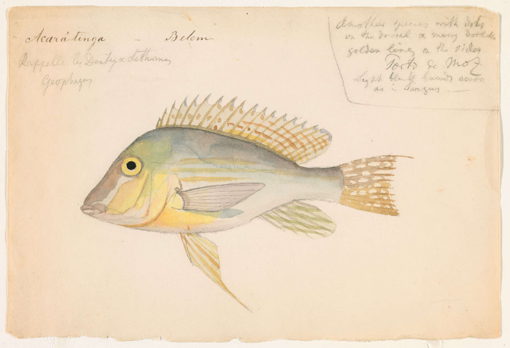 Image of Geophagus