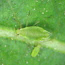 Image of Cavariella (Cavariella) digitata Hille Ris Lambers 1969