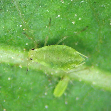 Image of Cavariella (Cavariella) digitata Hille Ris Lambers 1969