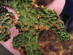 Image of lung lichen