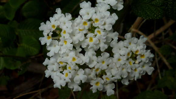 Image of Lantana radula Sw.