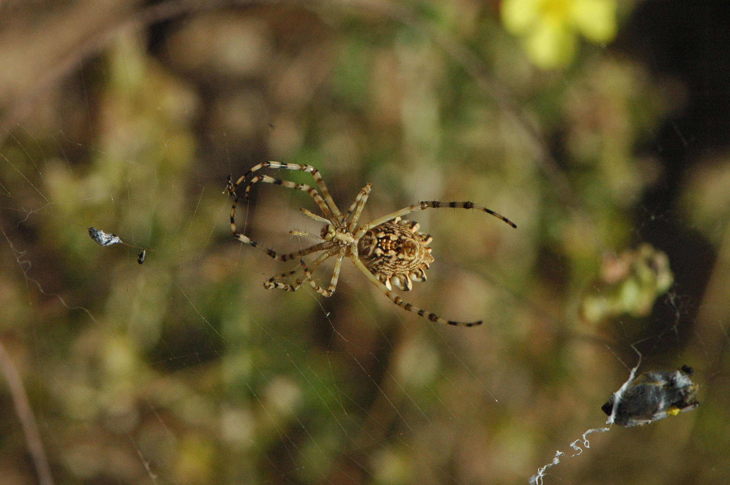 Image of Argiope lobata (Pallas 1772)