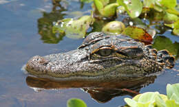 Image of Alligator