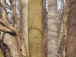 Image of sessile oak, durmast oak