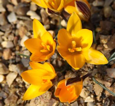 Image of iris family
