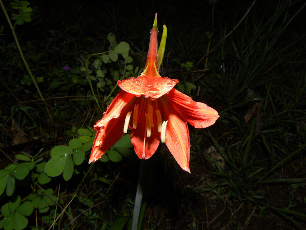 Image of hippeastrum