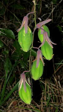 Sivun Passiflora contracta Vitta kuva