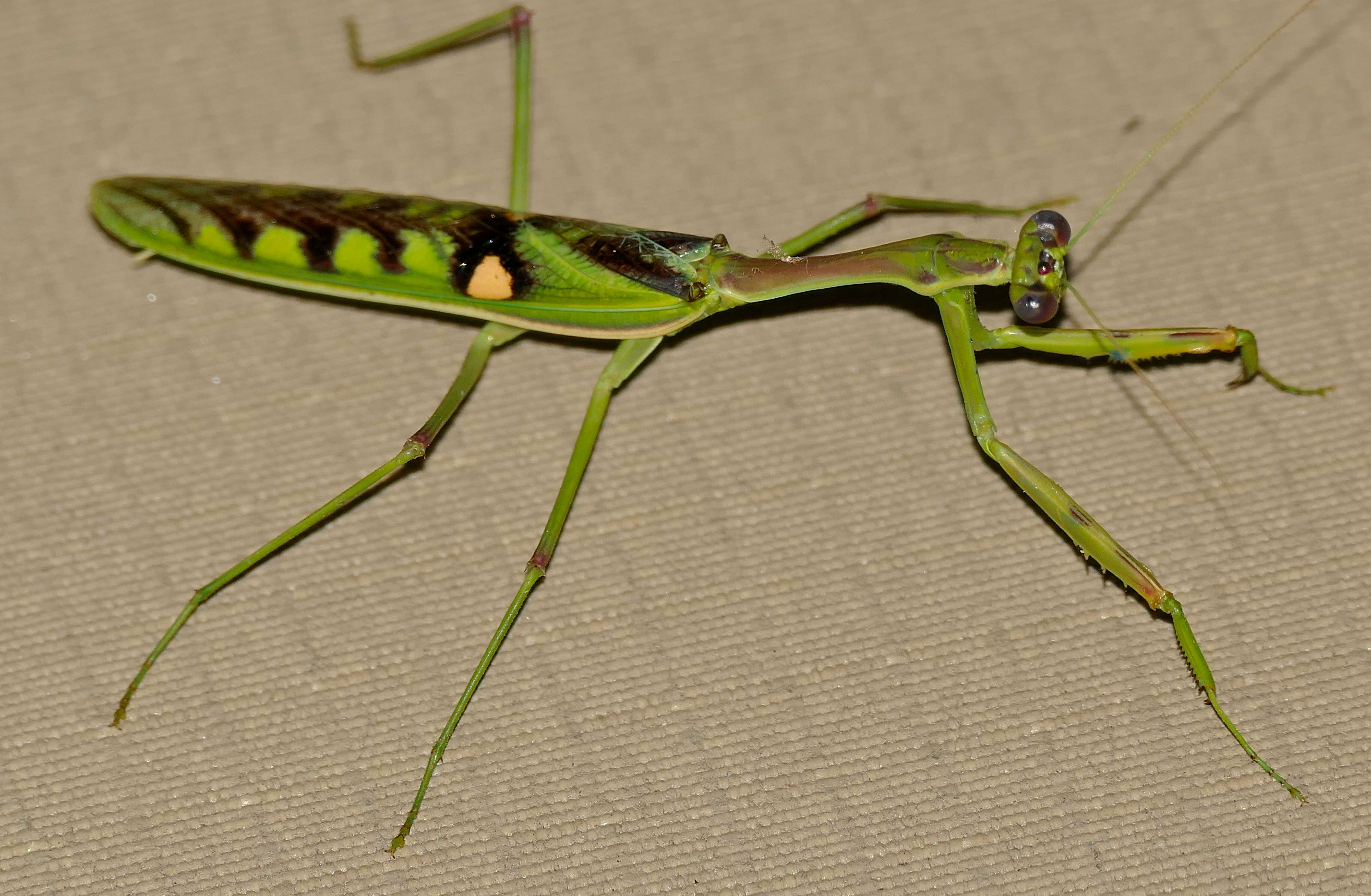 Image of African praying mantis