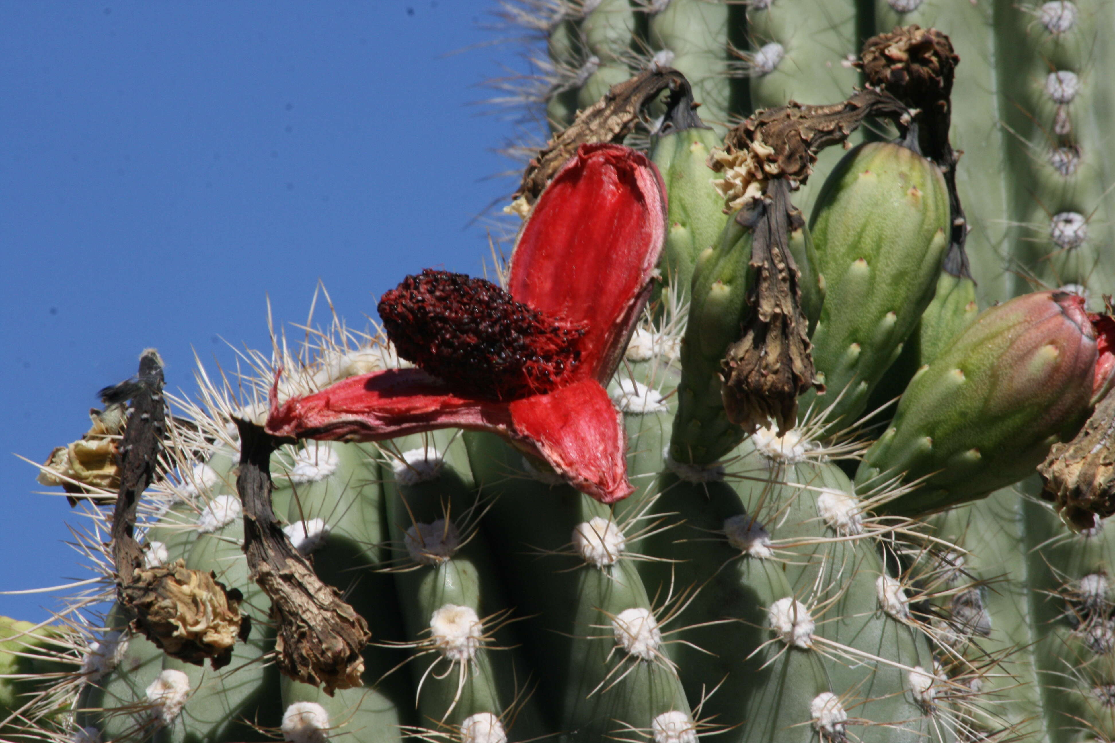 Plancia ëd Carnegiea