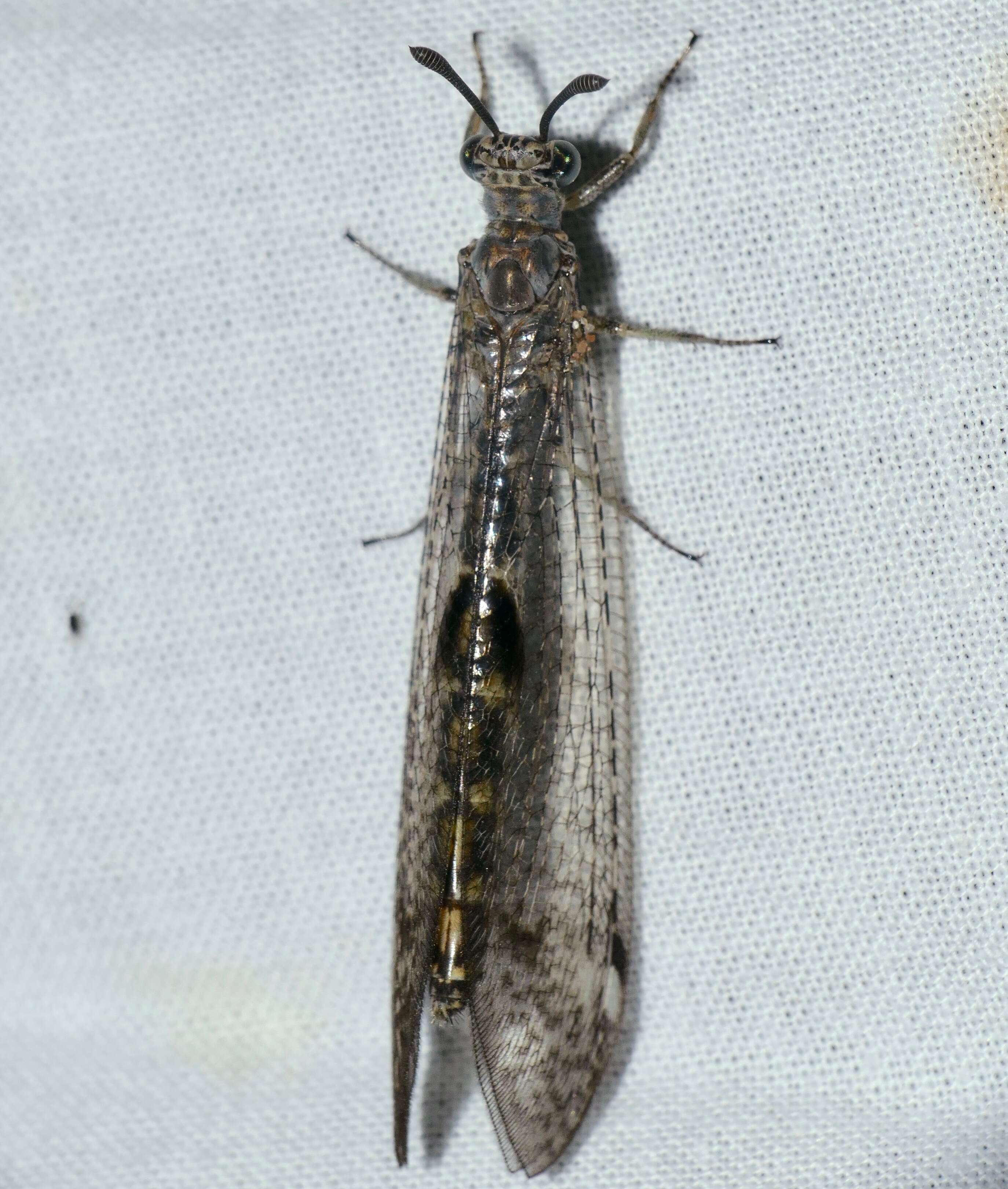 Image of Antlion