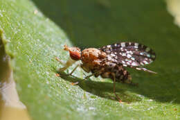 Image of Trypetoptera punctulata (Scopoli 1763)