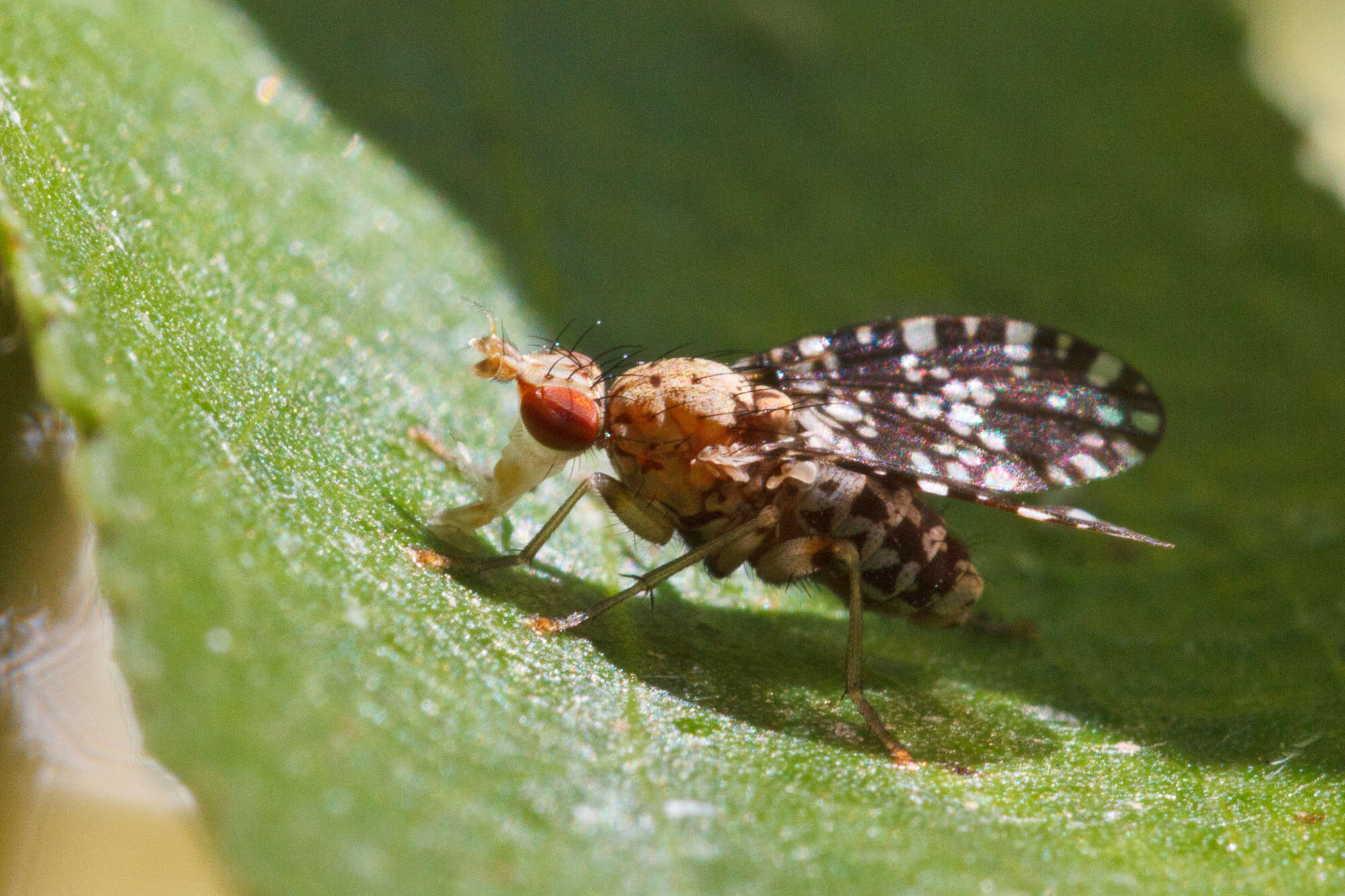 Image of Trypetoptera