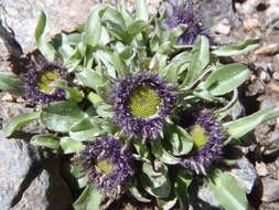 Sivun Erigeron melanocephalus (A. Nels.) A. Nels. kuva