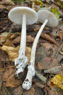 Image of Amanita vaginata (Bull.) Lam. 1783