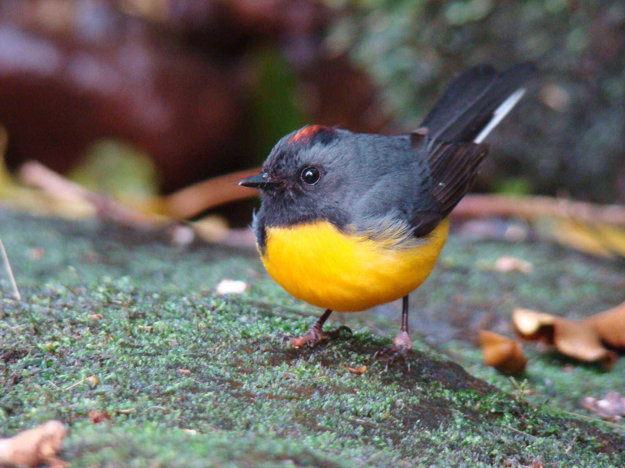 Image of Slate-throated Whitestart