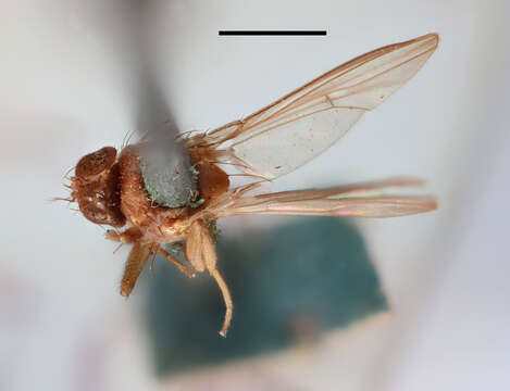 Image of fruit fly