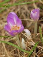 Image of Autumn crocus