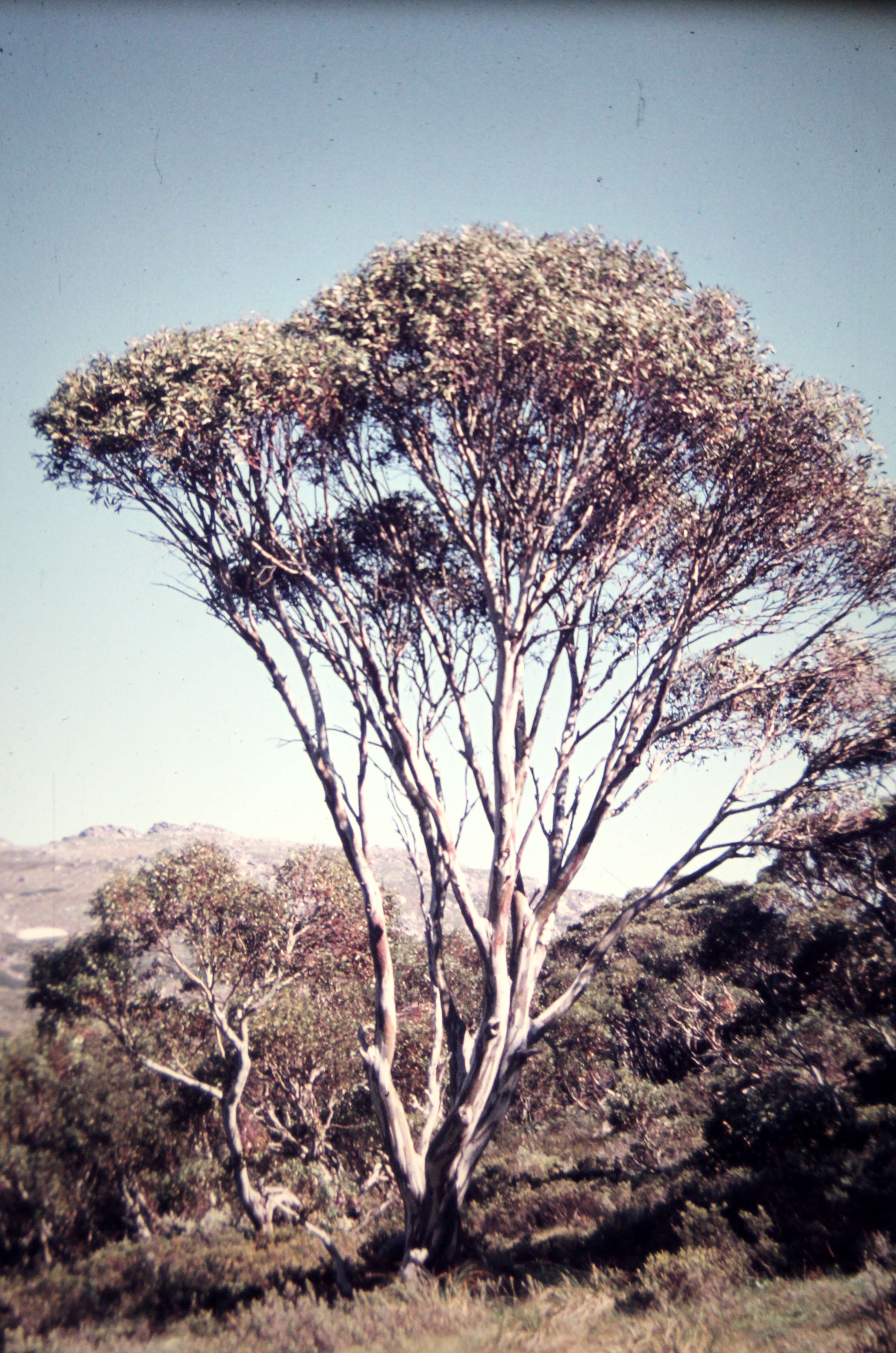 Imagem de Eucalyptus pauciflora Sieber ex Spreng.