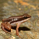 Image of Pratt's Rocket Frog